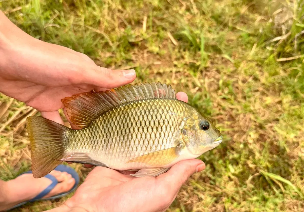 Banded tilapia