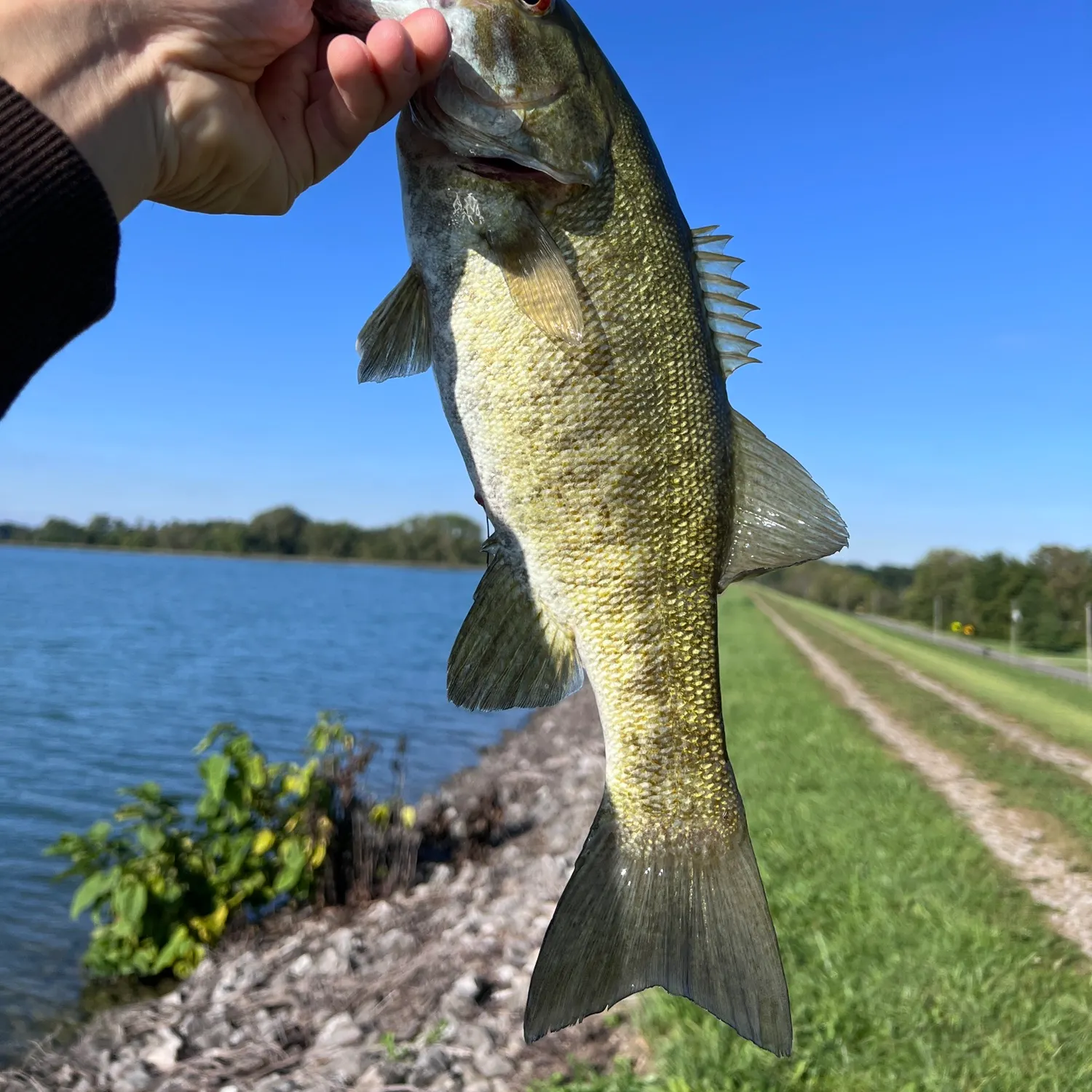 Smallmouth bass caught on Fishbrain