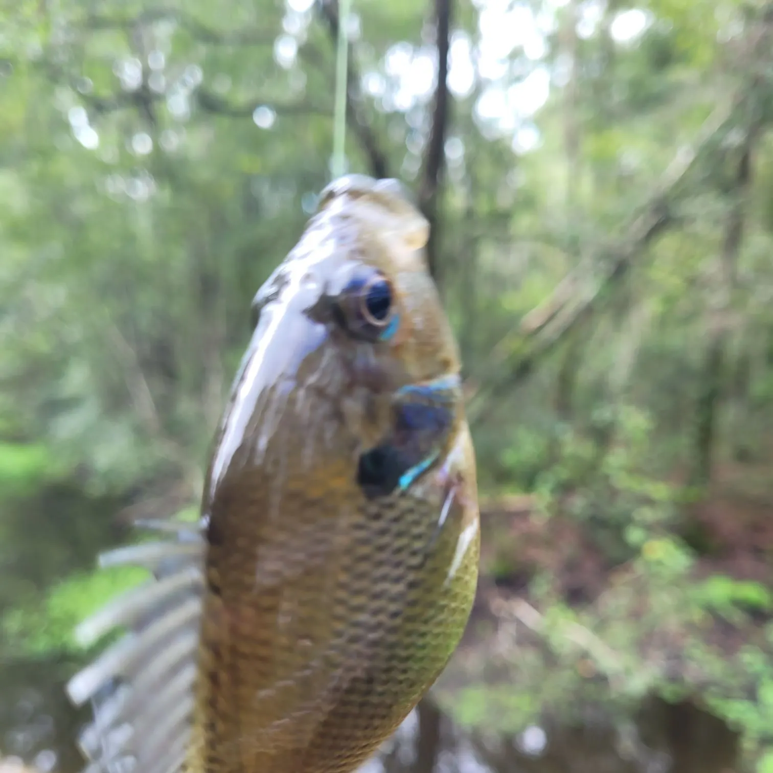 The most recent Bluegill x longear sunfish catches on Fishbrain