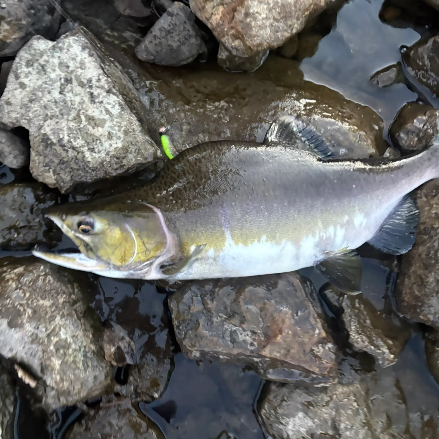 Pink salmon caught on Fishbrain