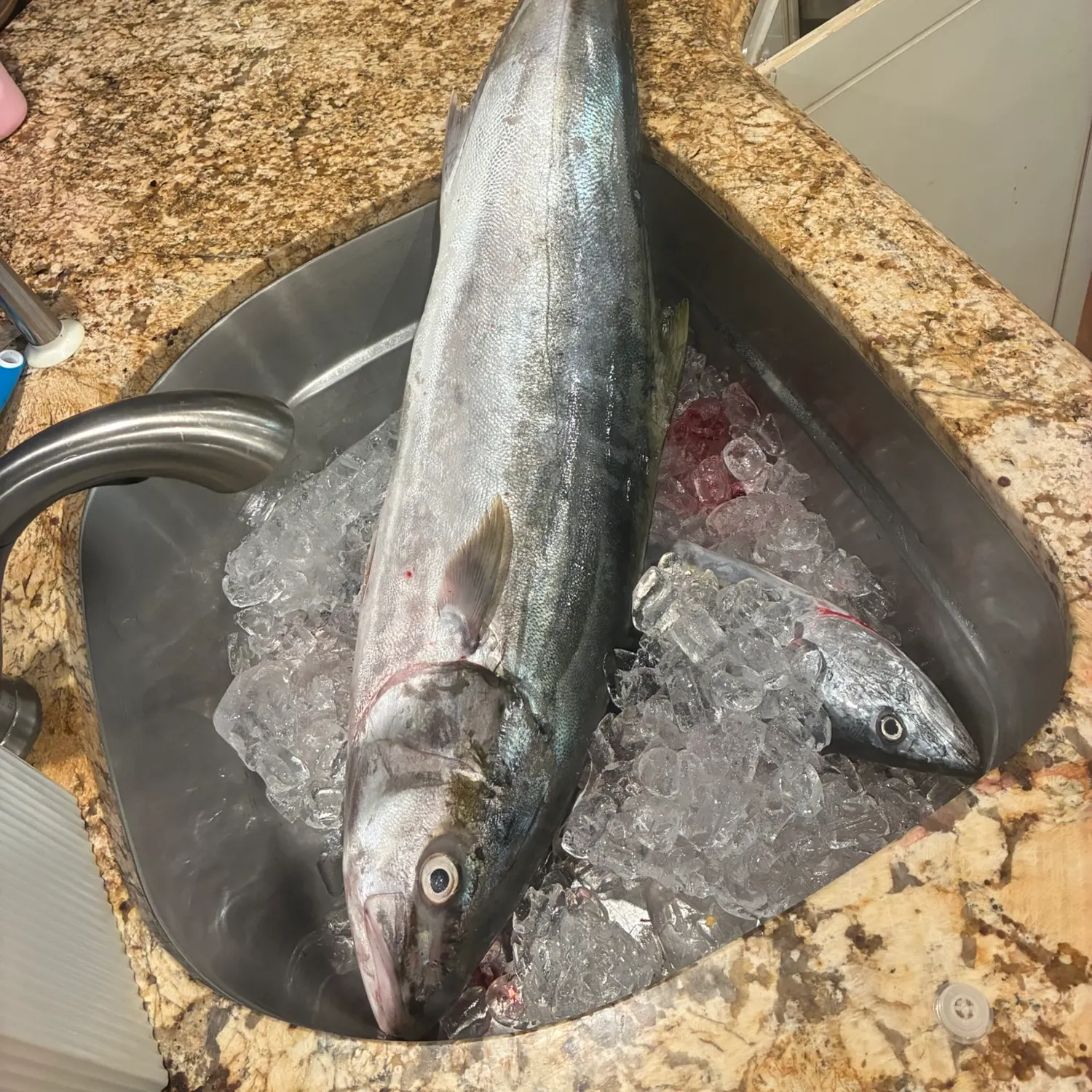 Southern yellowtail amberjack caught on Fishbrain
