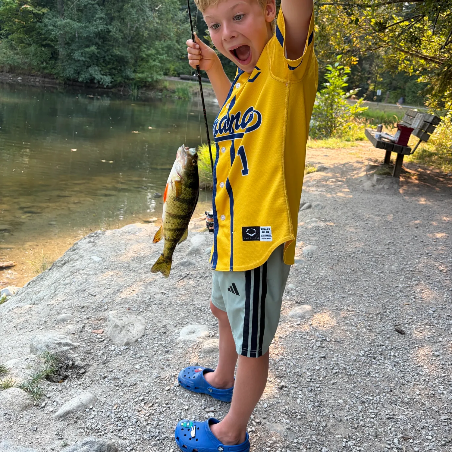 Yellow perch caught on Fishbrain