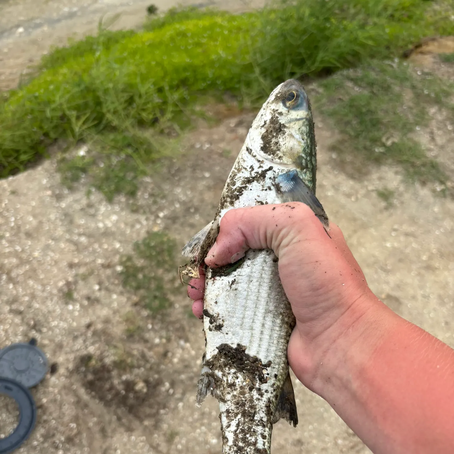 The most recent Striped mullet catches on Fishbrain