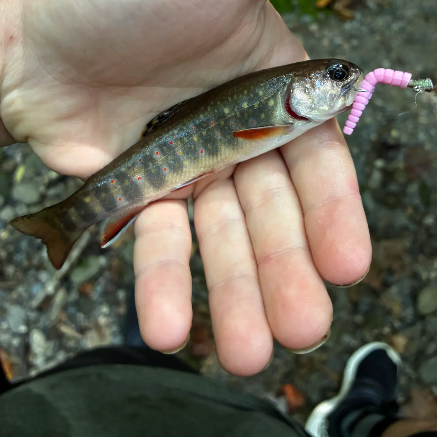 Fish caught on Fishbrain