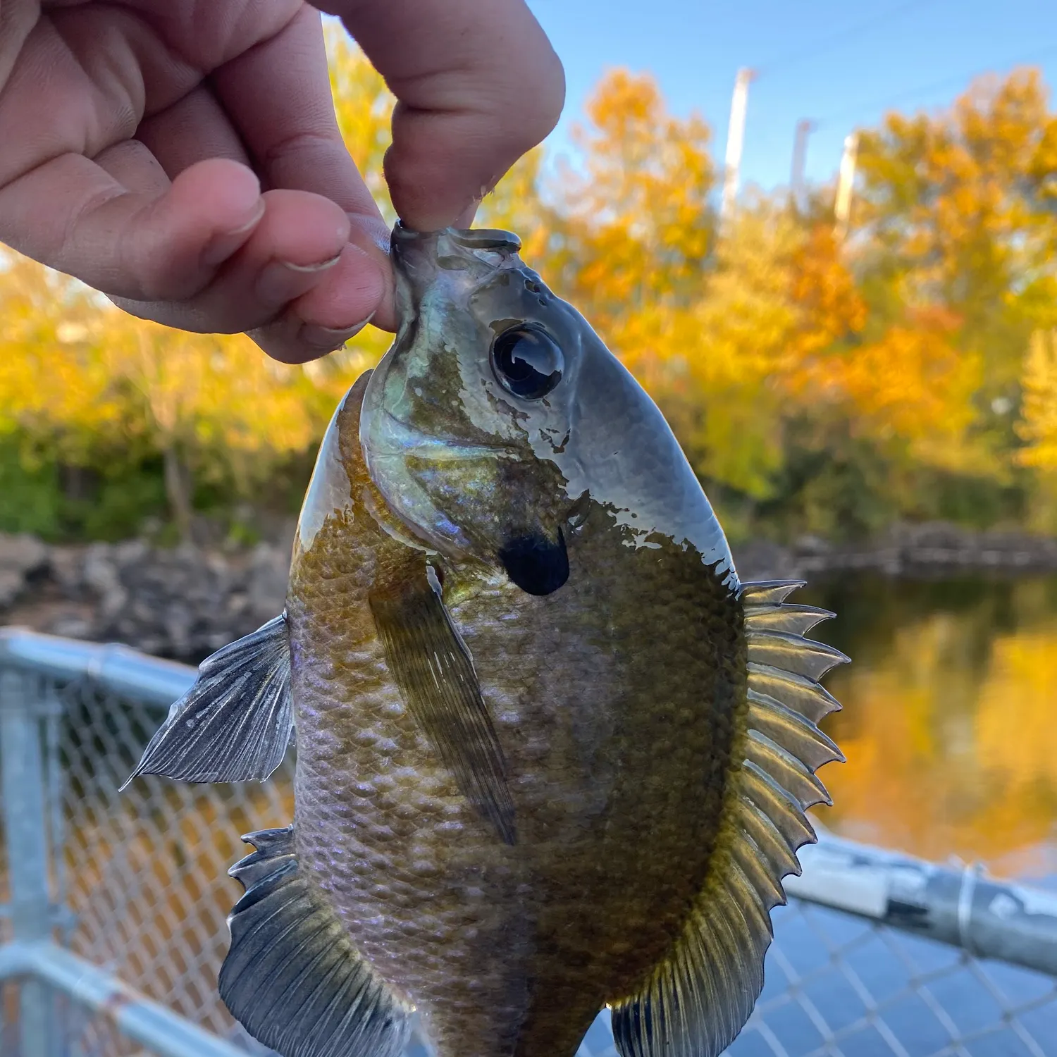 Bluegill caught on Fishbrain