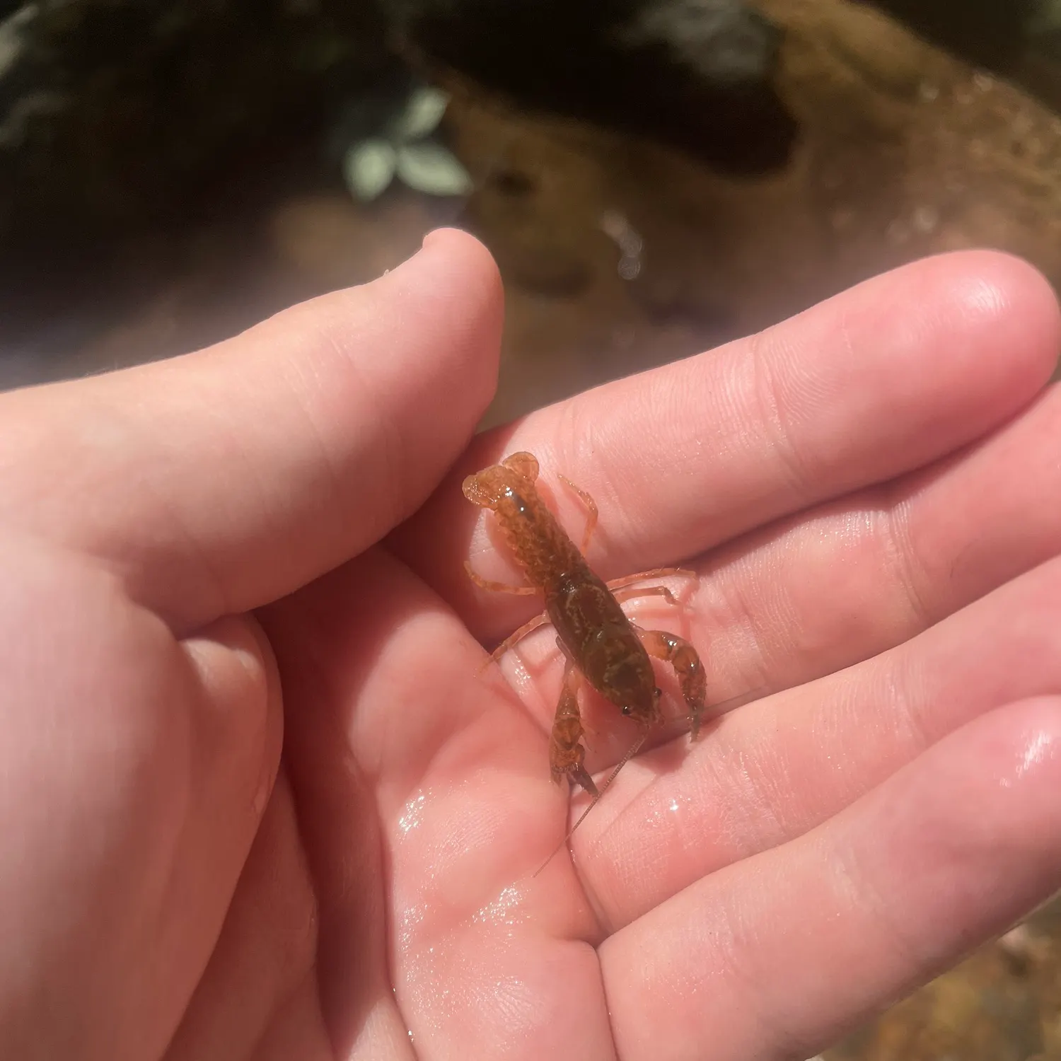 Northern clearwater crayfish caught on Fishbrain