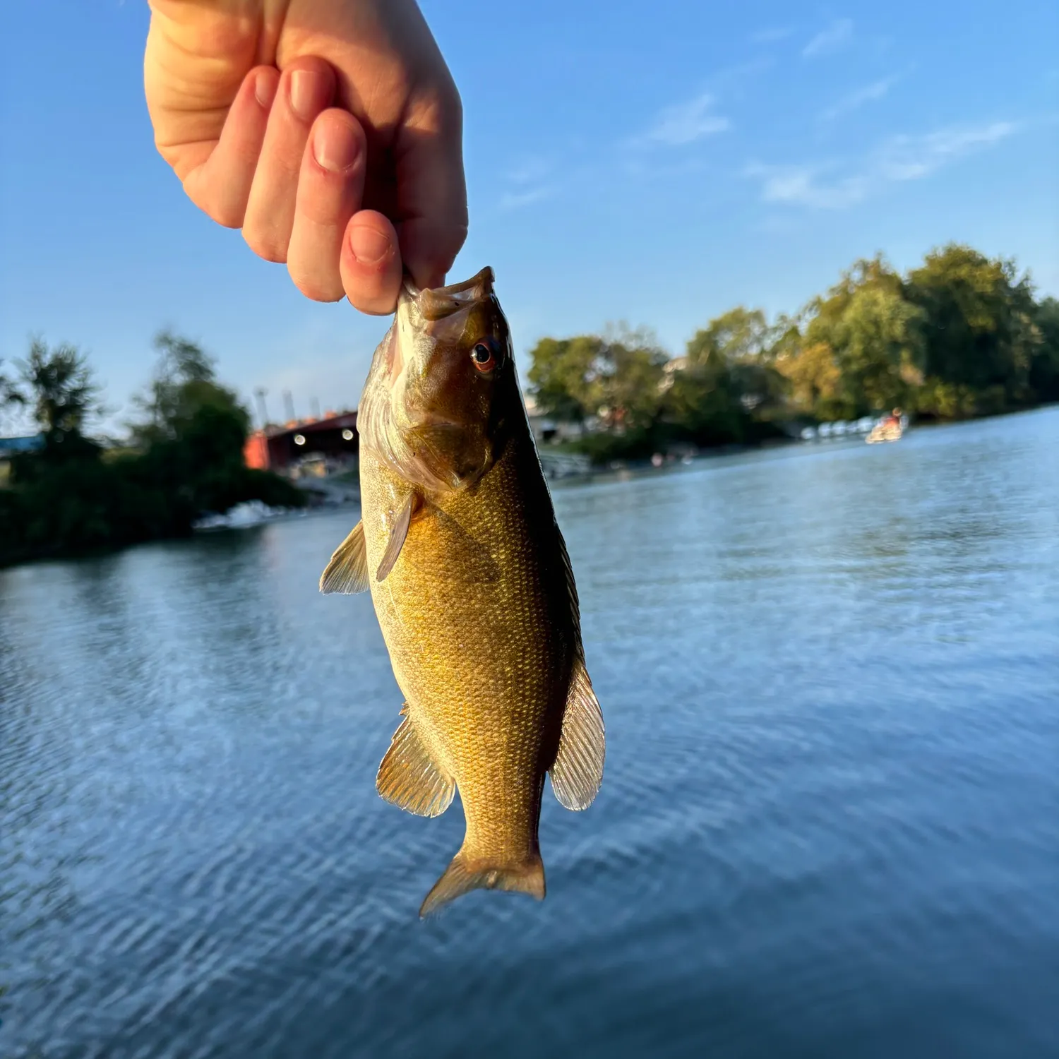 Smallmouth bass caught on Fishbrain