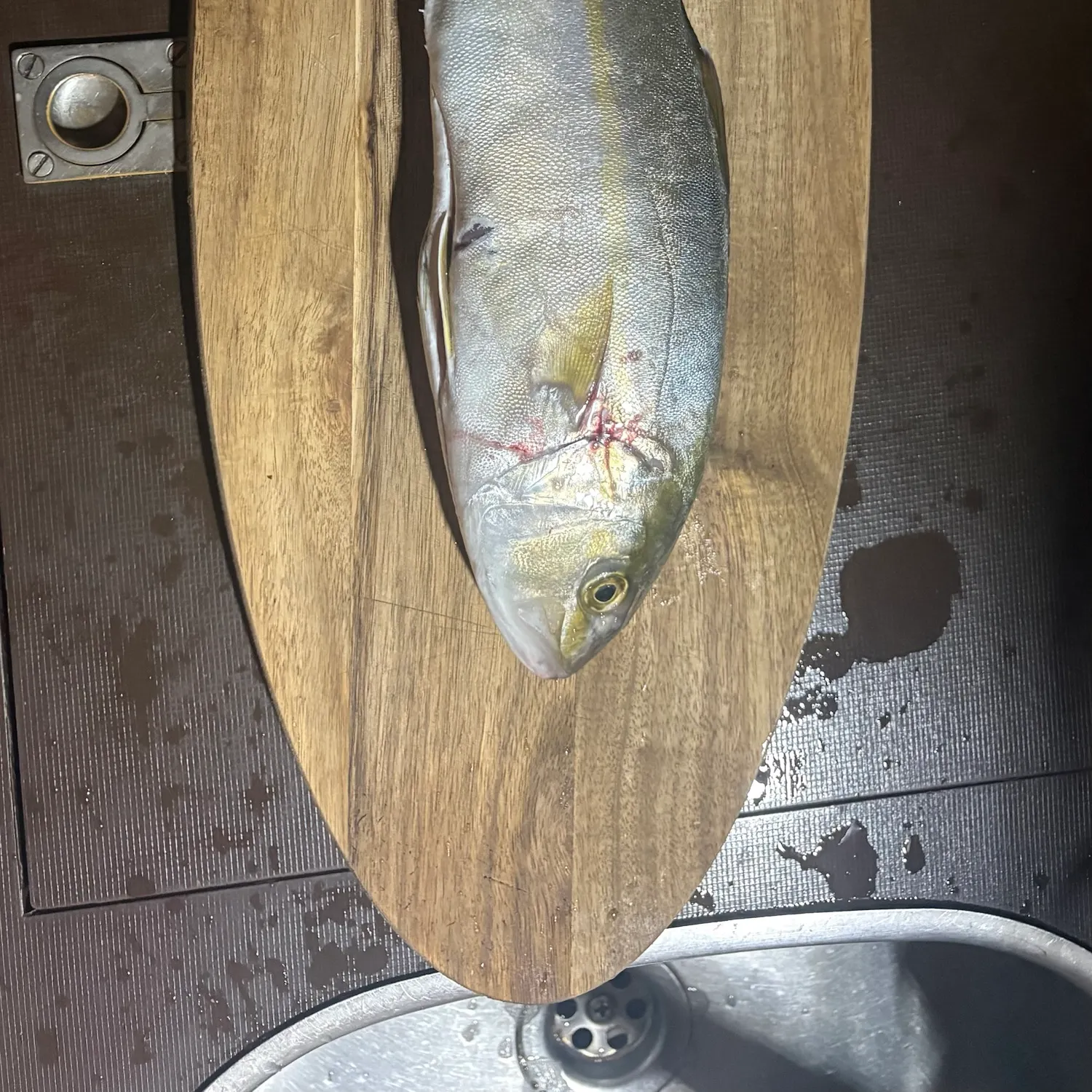 The most recent Almaco jack catches on Fishbrain
