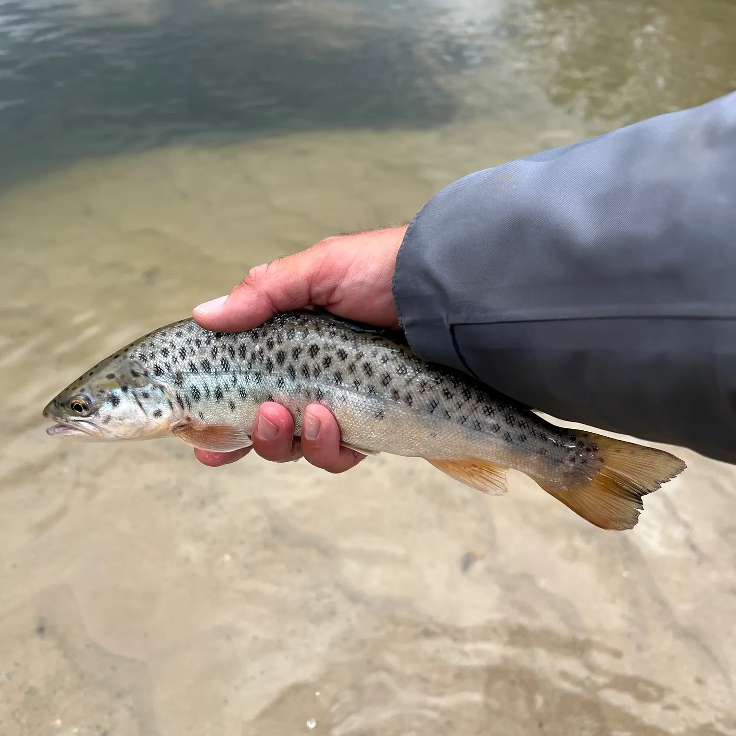 Brown trout caught on Fishbrain