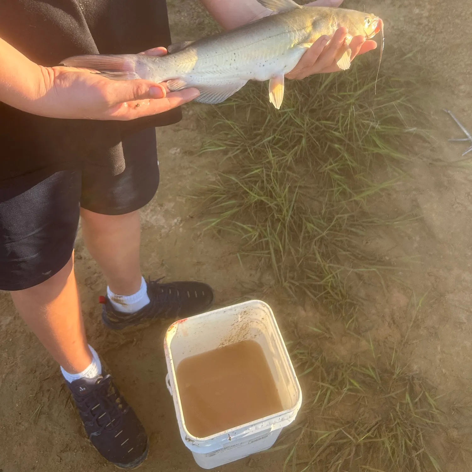 Channel catfish caught on Fishbrain