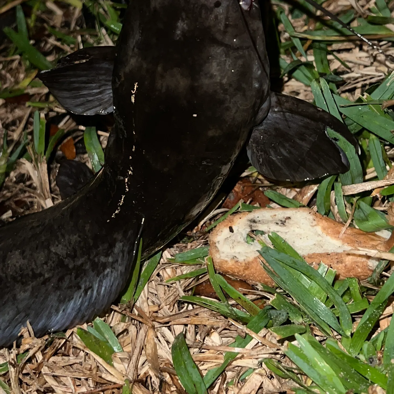 The most recent Amur catfish catches on Fishbrain