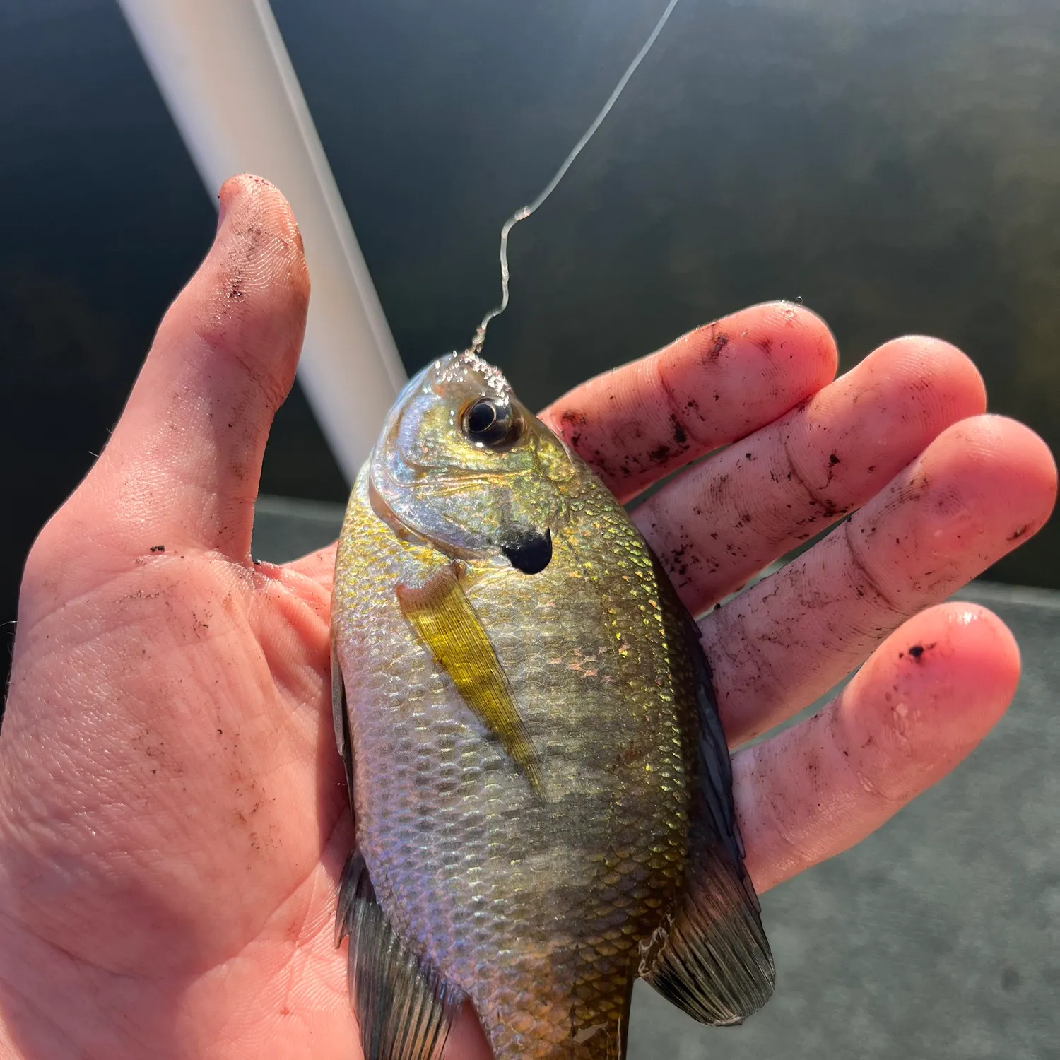 Bluegill caught on Fishbrain