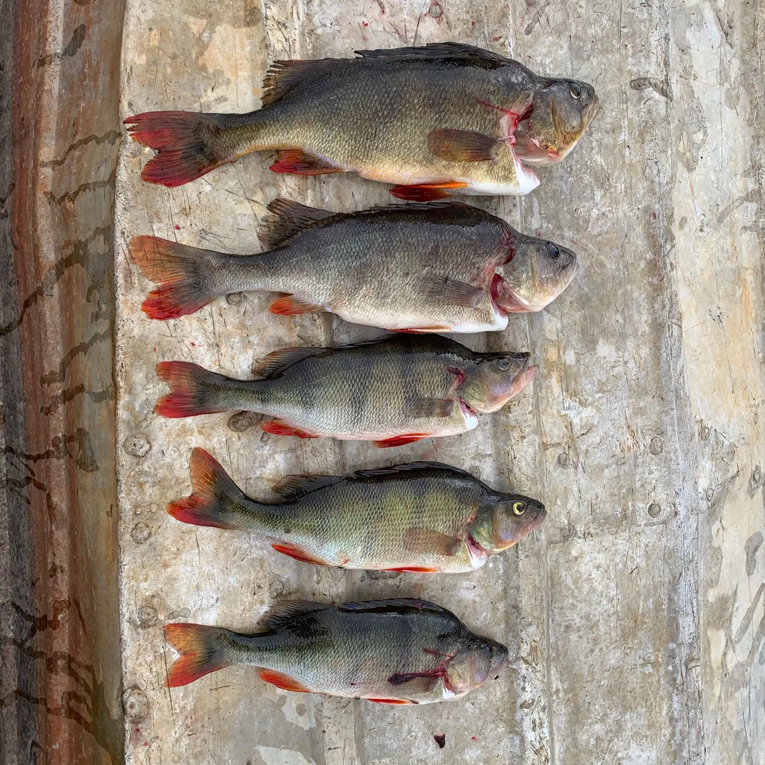 recently logged catches