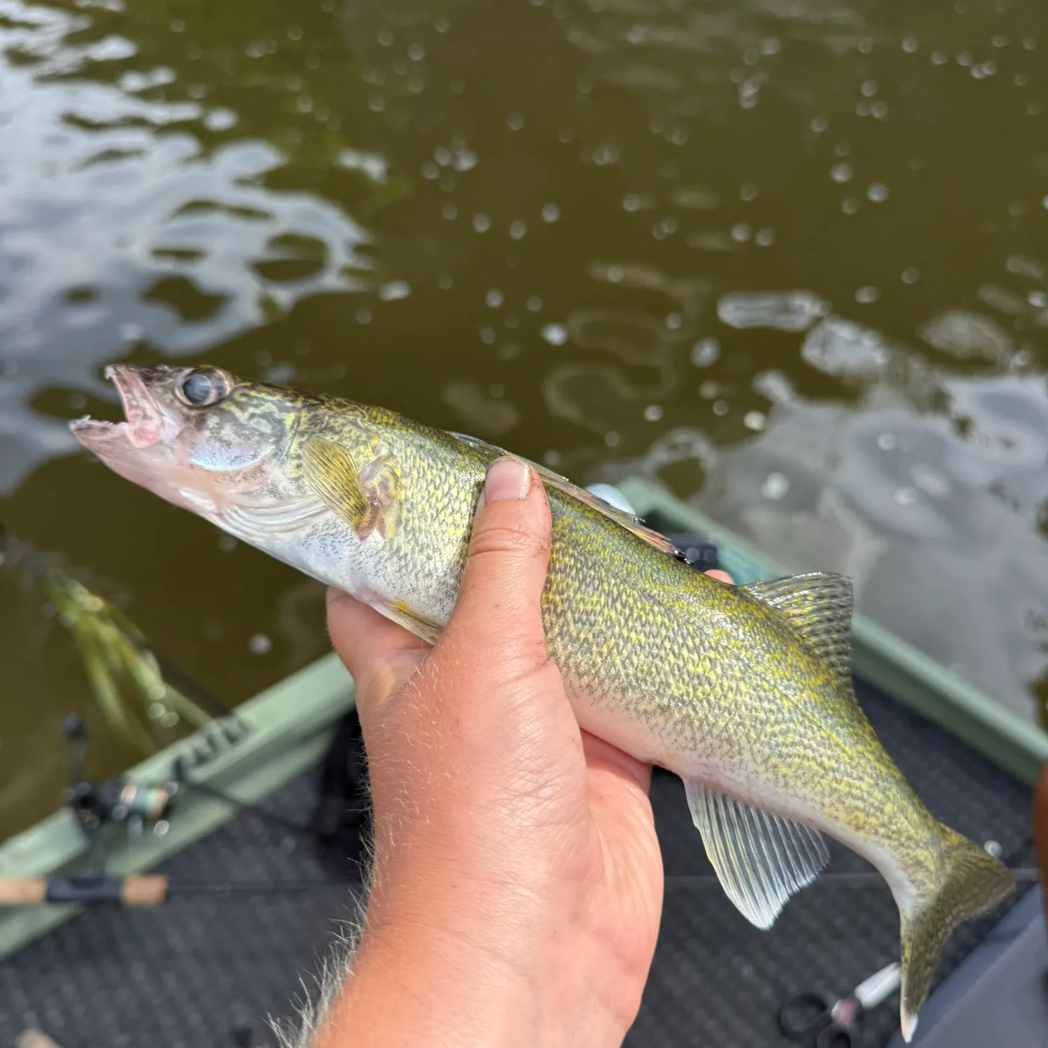 Walleye caught on Fishbrain
