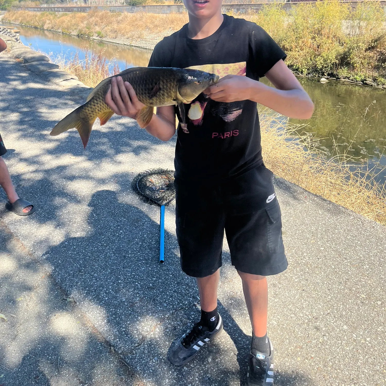 Common carp caught on Fishbrain