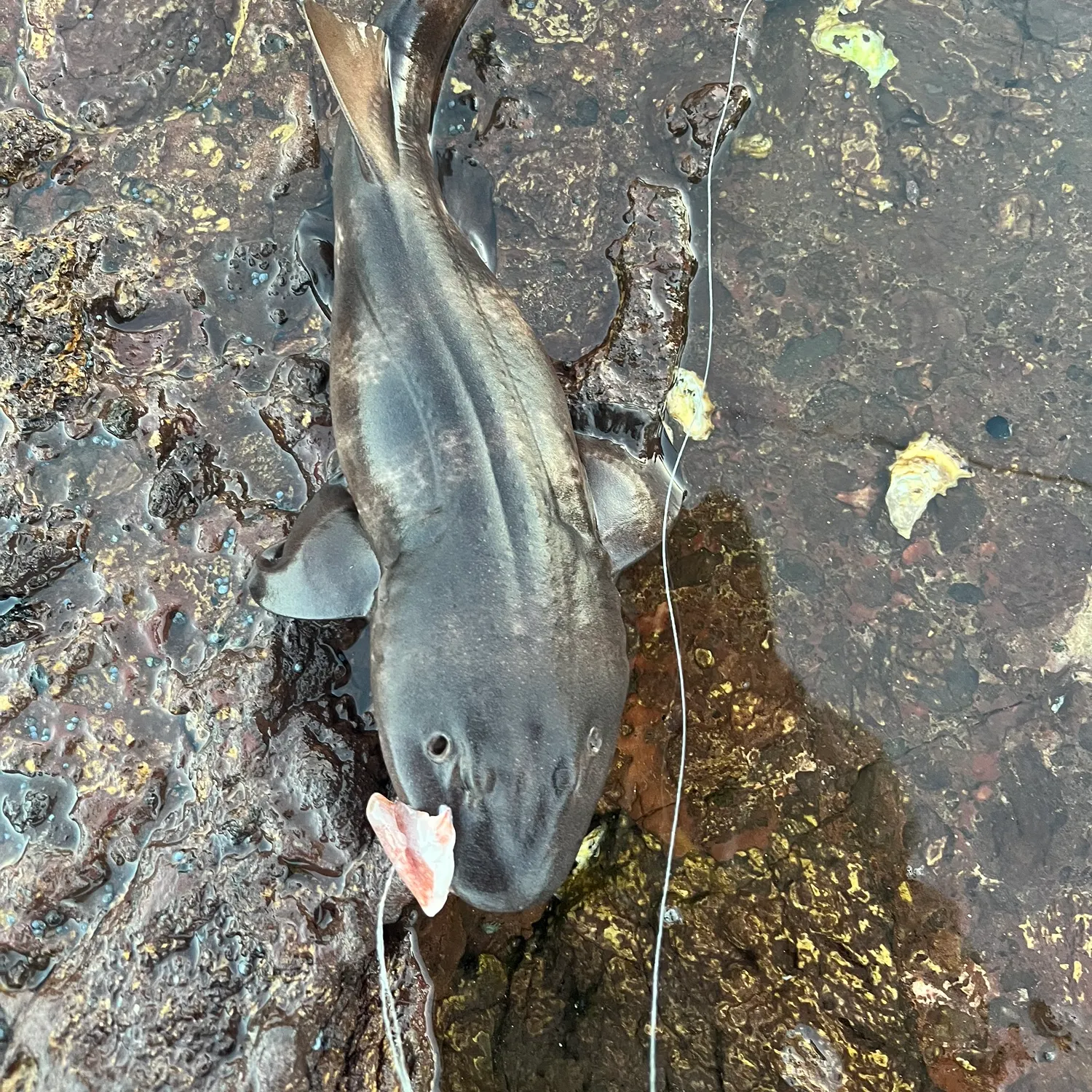 The most recent Nurse shark catches on Fishbrain