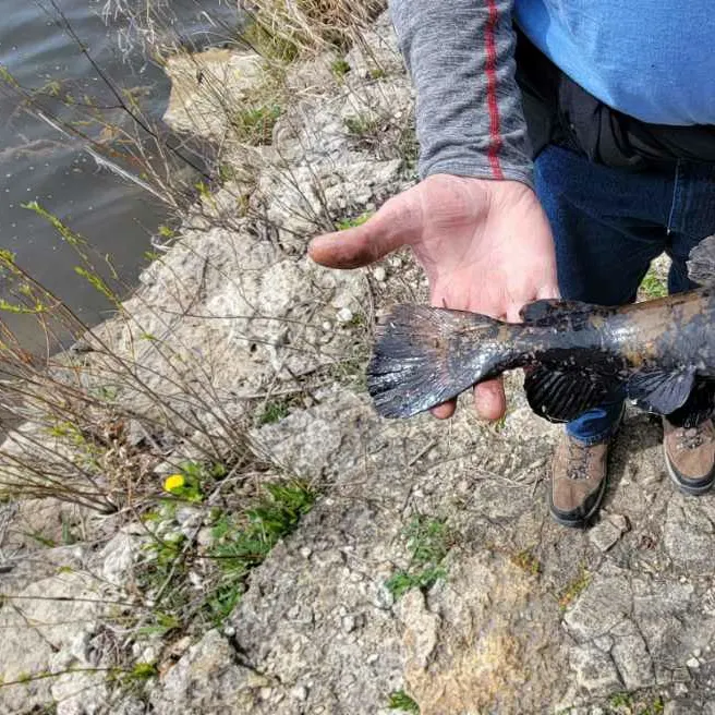 The most recent Black-banded flathead catches on Fishbrain