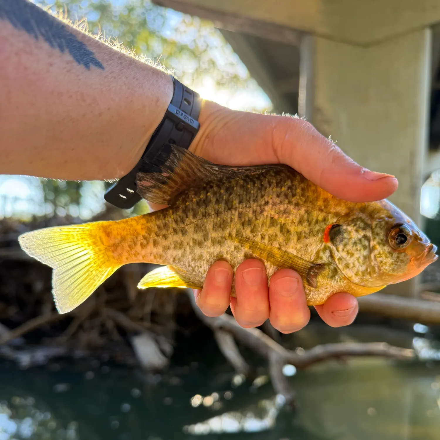 catch
