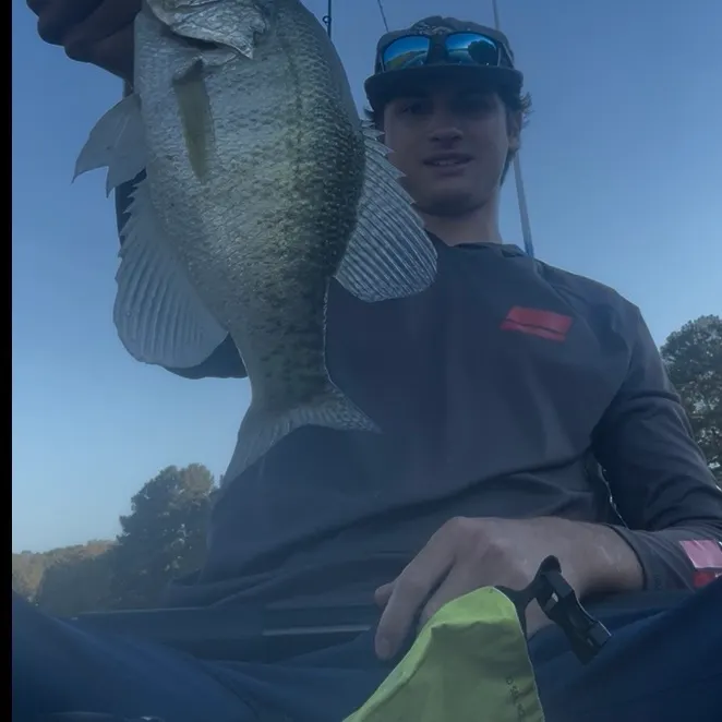 White crappie caught on Fishbrain