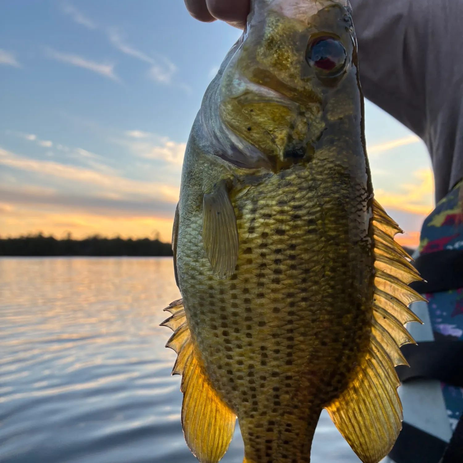 Rock bass caught on Fishbrain