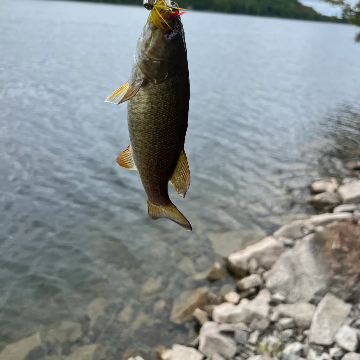 Smallmouth bass caught on Fishbrain