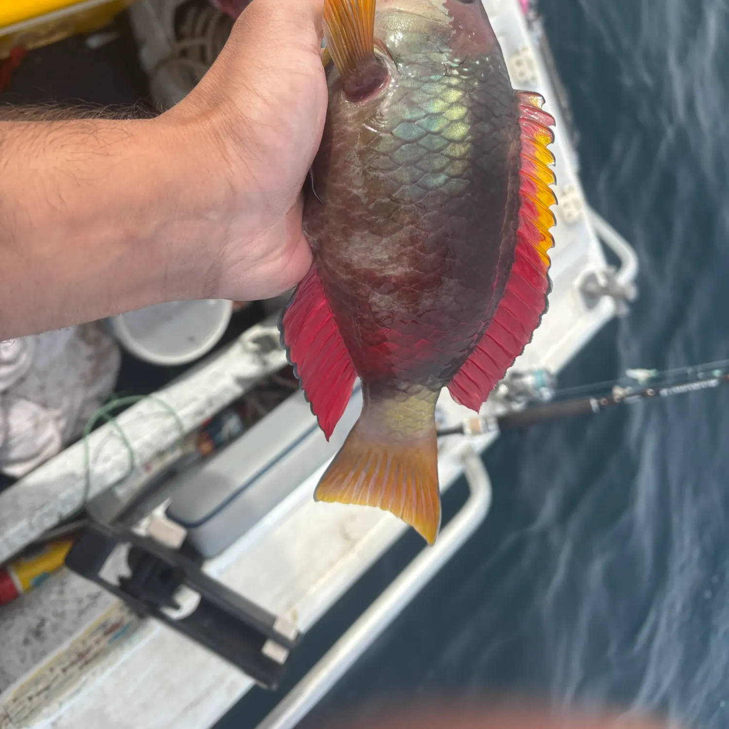 The most recent Crimsonbanded wrasse catches on Fishbrain