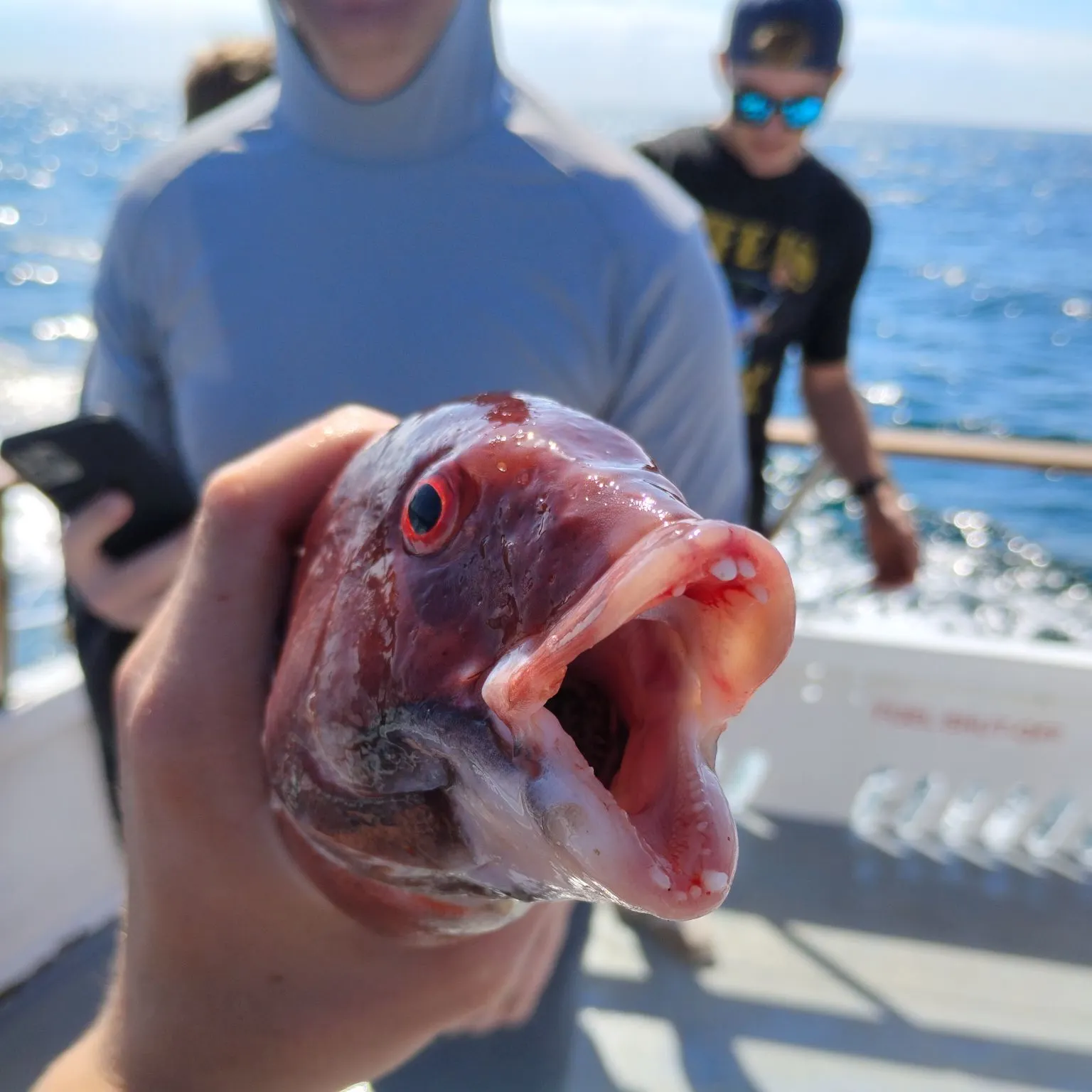 The most recent California sheephead catches on Fishbrain