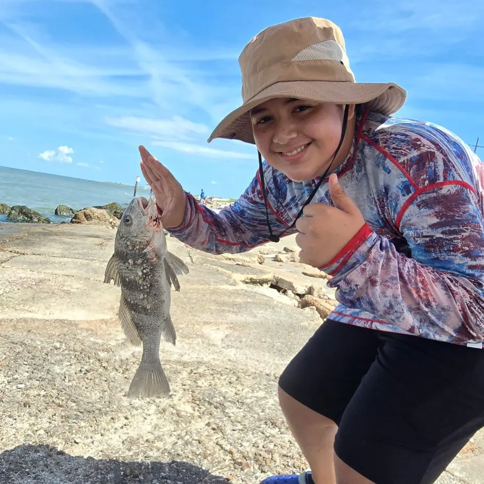 Black drum caught on Fishbrain