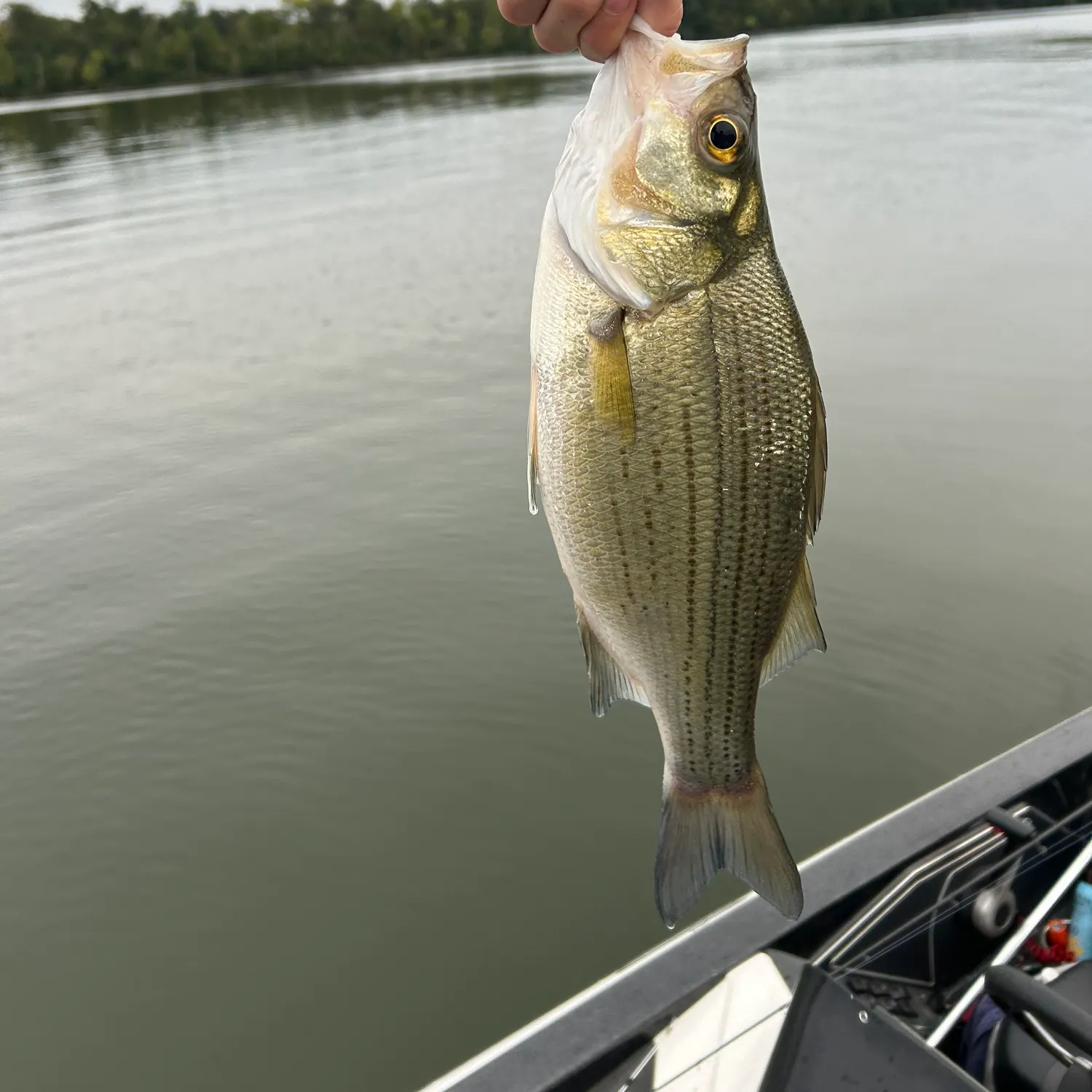 White bass caught on Fishbrain