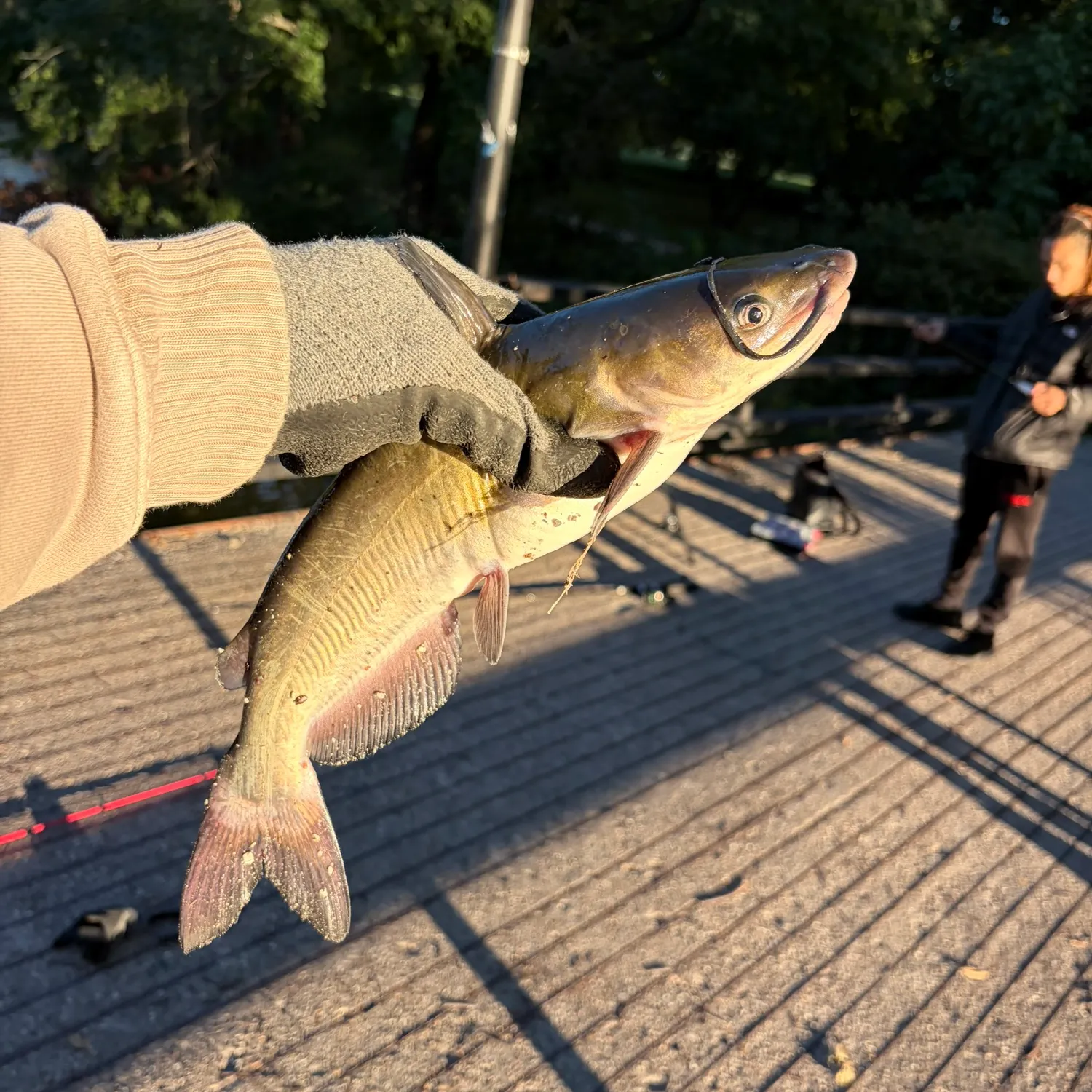 Channel catfish caught on Fishbrain