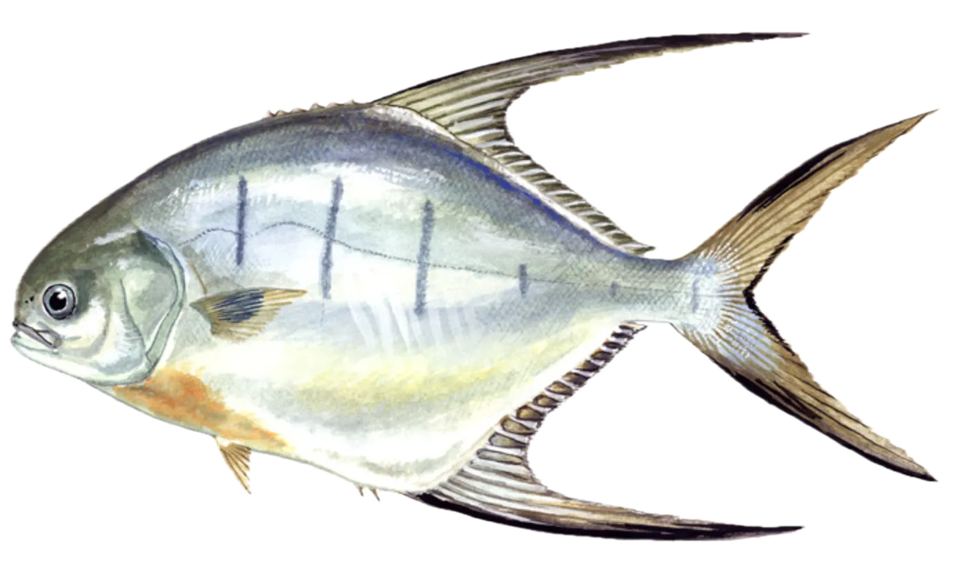 Palometa