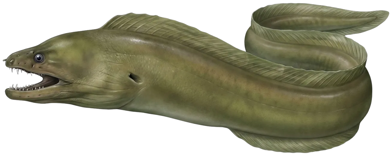 Green moray
