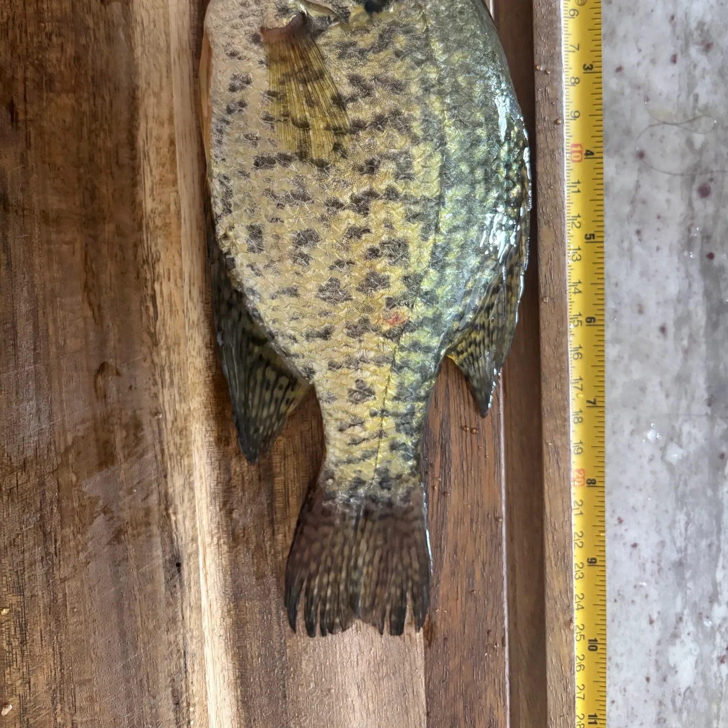 recently logged catches