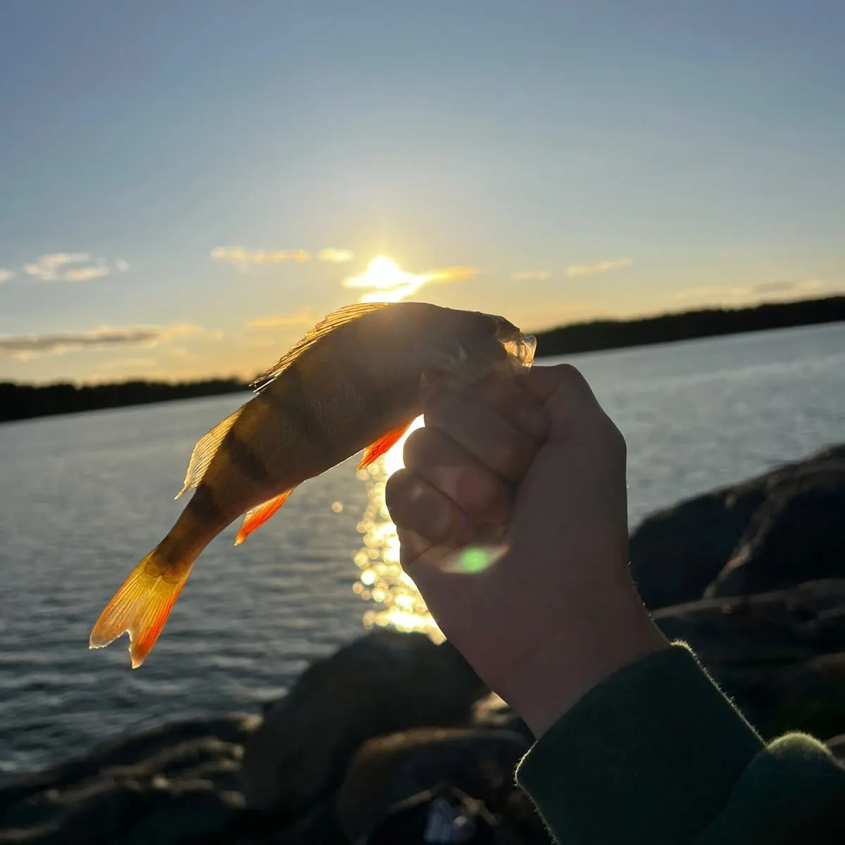 European perch caught on Fishbrain