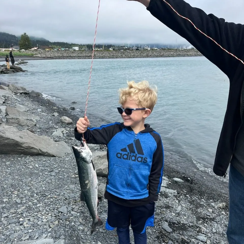 The most recent Coho salmon catches on Fishbrain