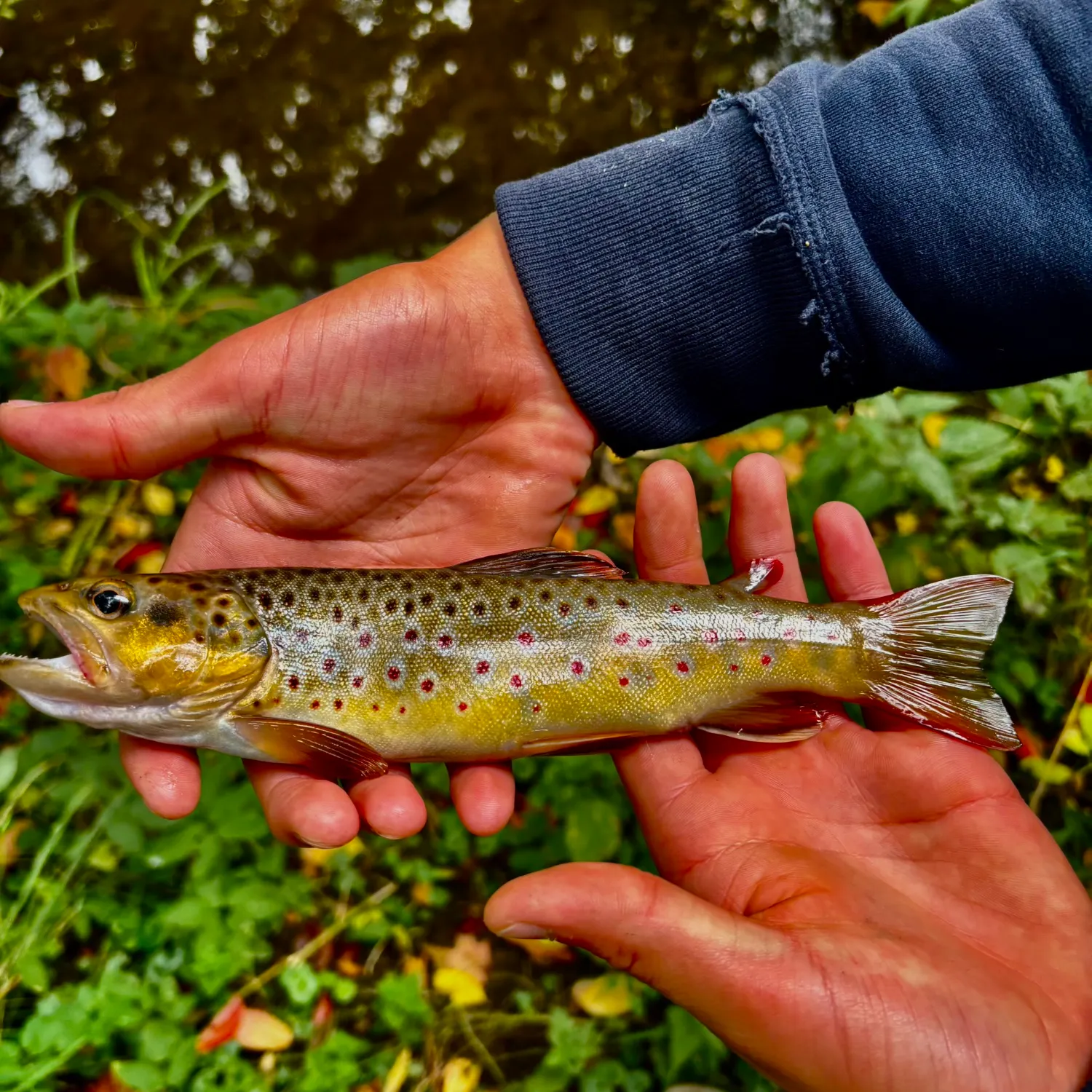 Brown trout caught on Fishbrain