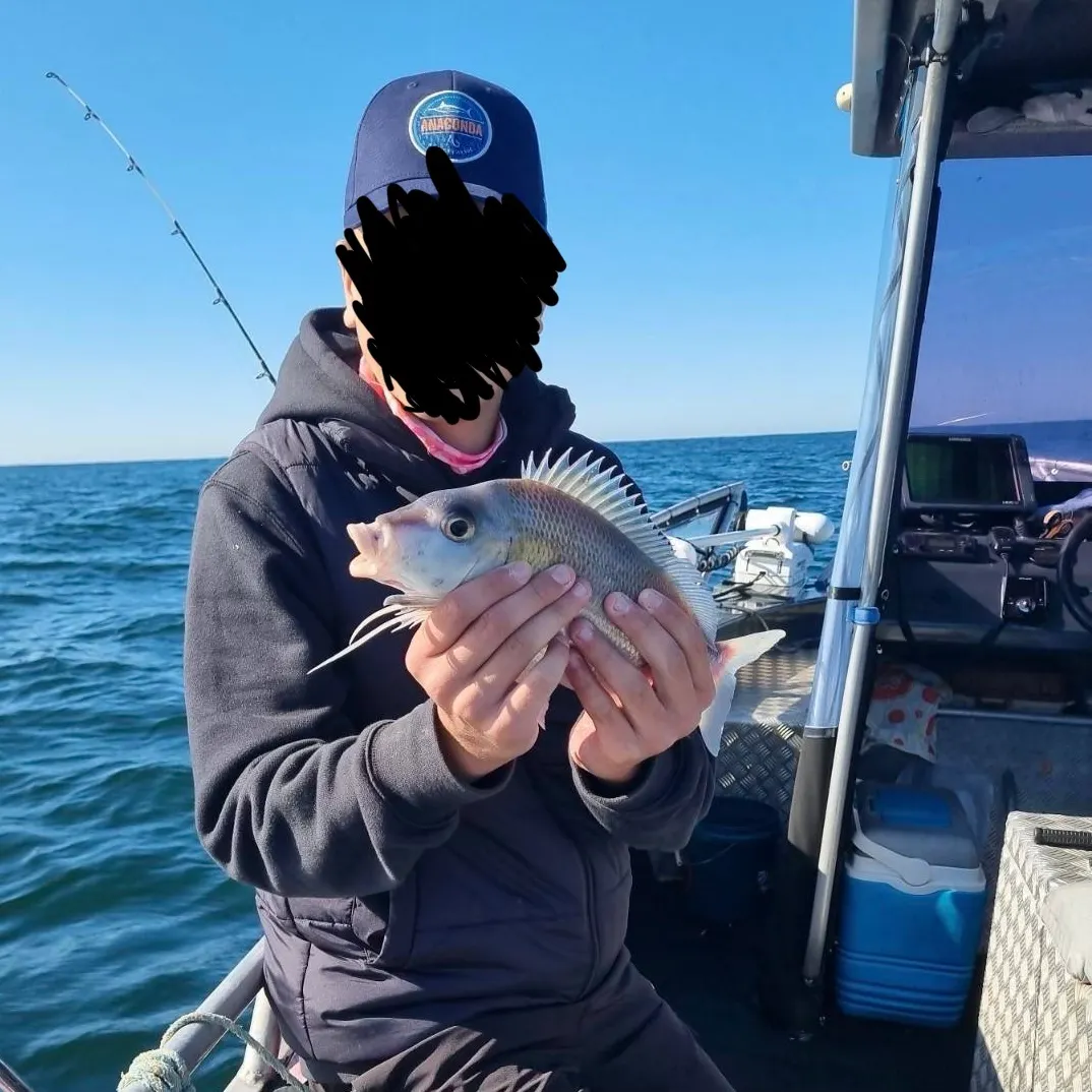 Fish caught on Fishbrain