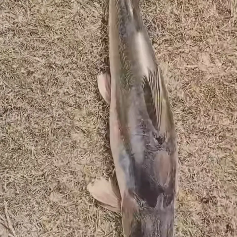 Bullseye snakehead caught on Fishbrain