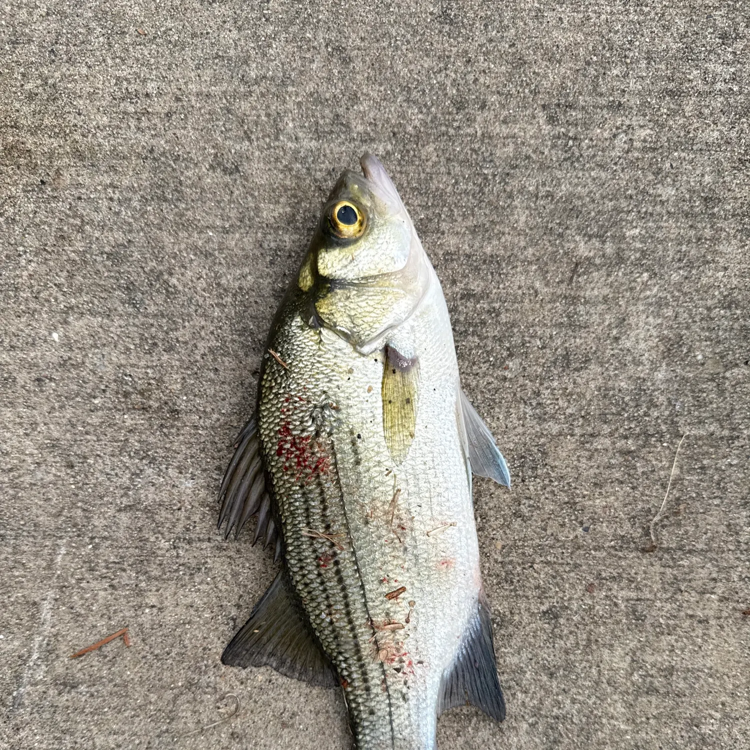 White bass caught on Fishbrain