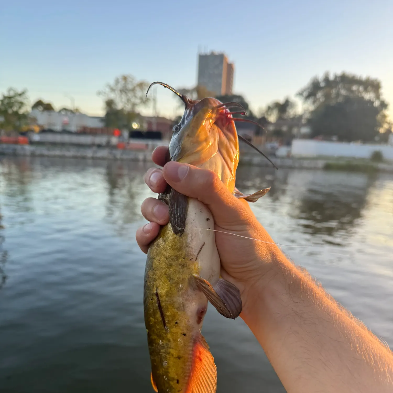catch