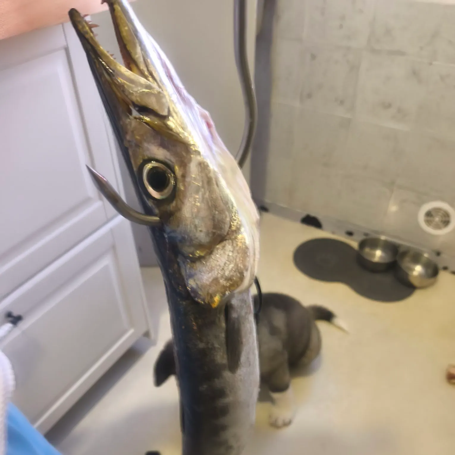 Pickhandle barracuda caught on Fishbrain