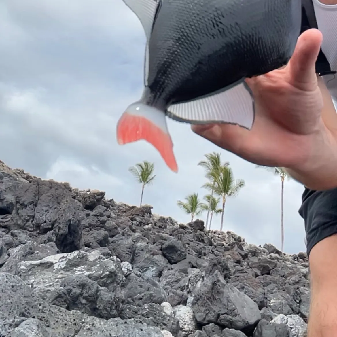 The most recent Pinktail triggerfish catches on Fishbrain