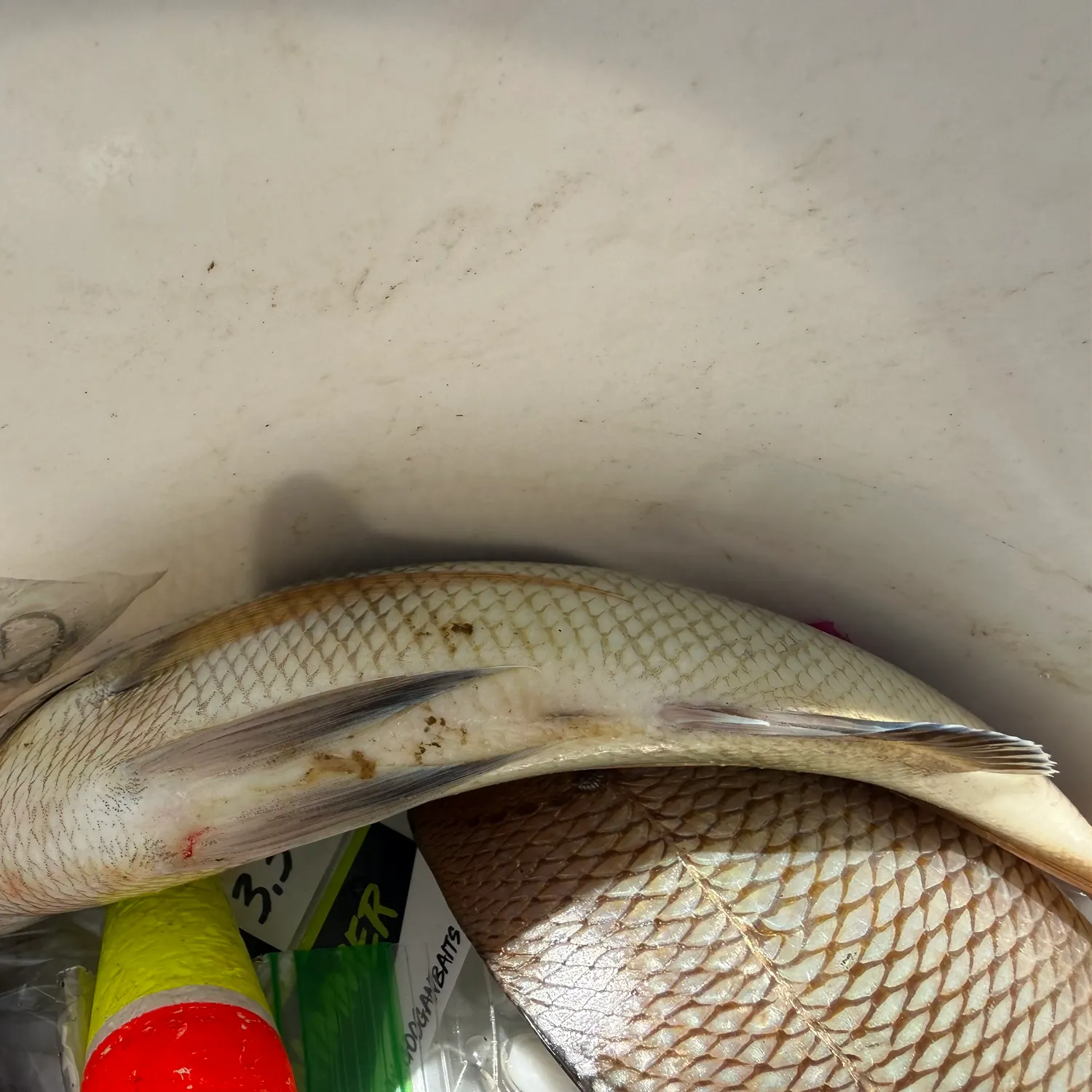 Scup caught on Fishbrain