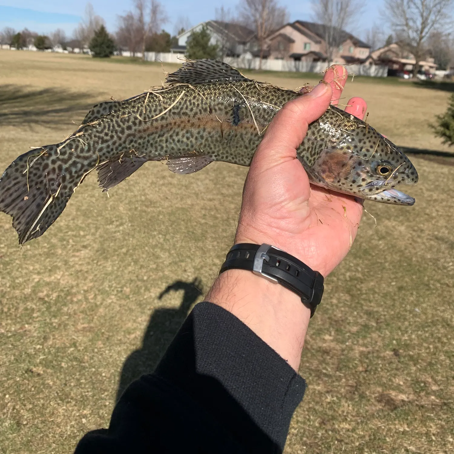 angler catch