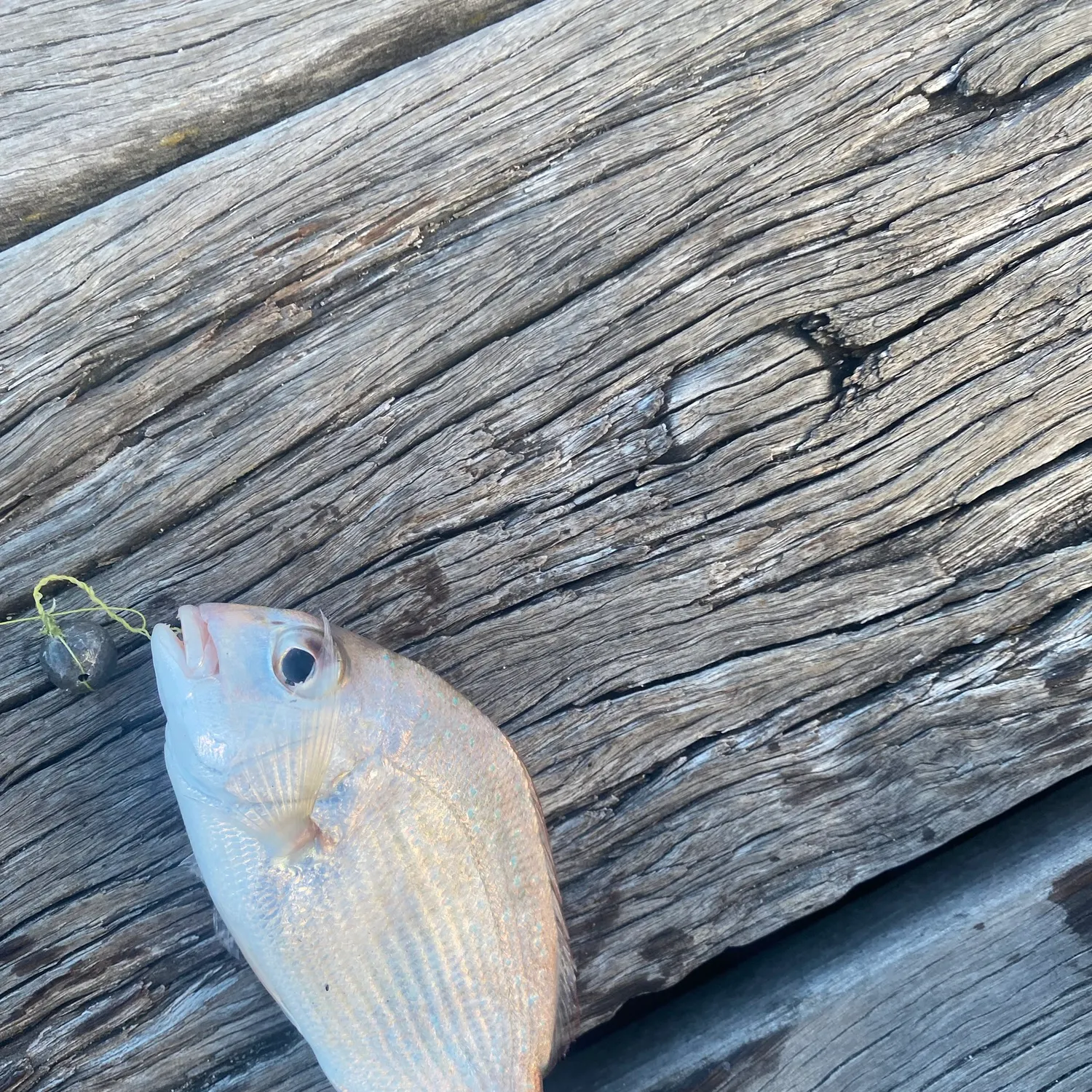 Australasian snapper caught on Fishbrain