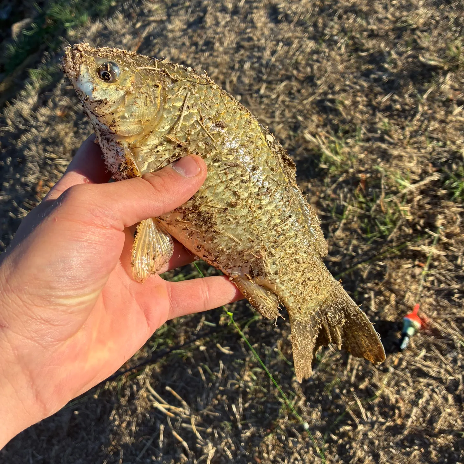 Crucian carp caught on Fishbrain