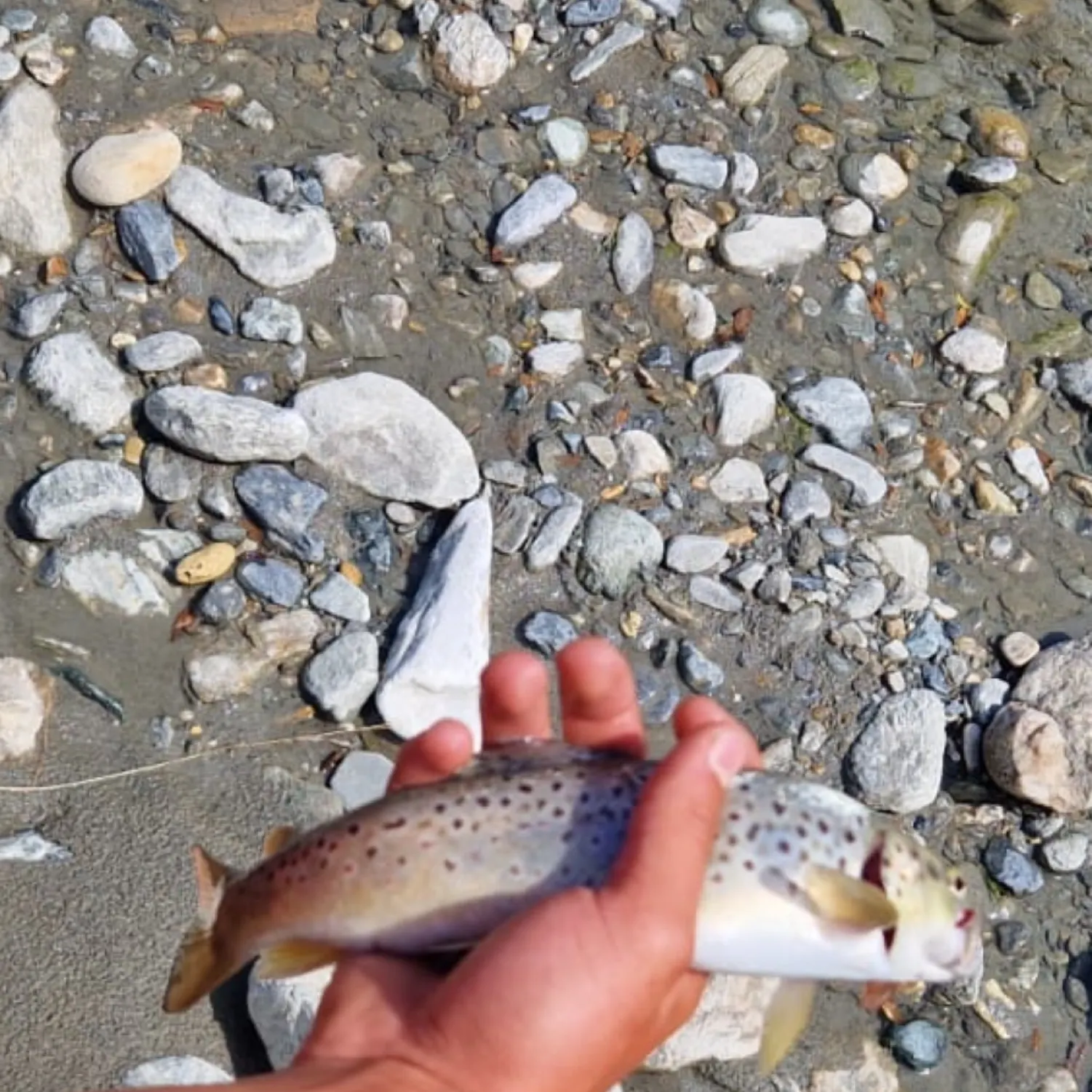 The most recent Lake trout catches on Fishbrain