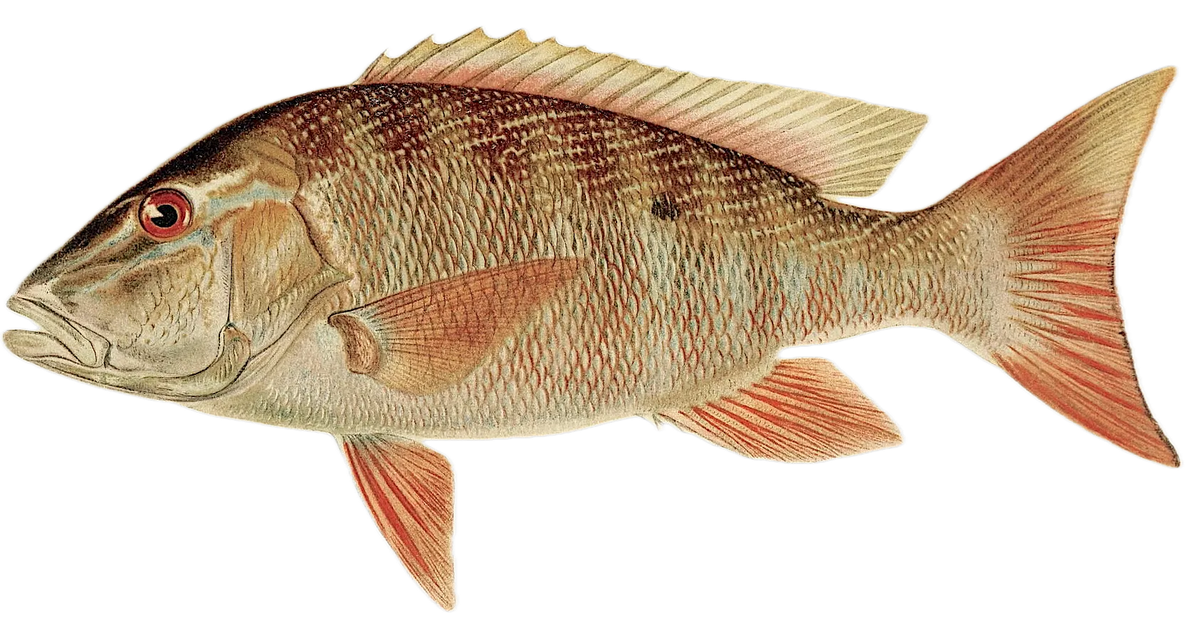 Mutton snapper