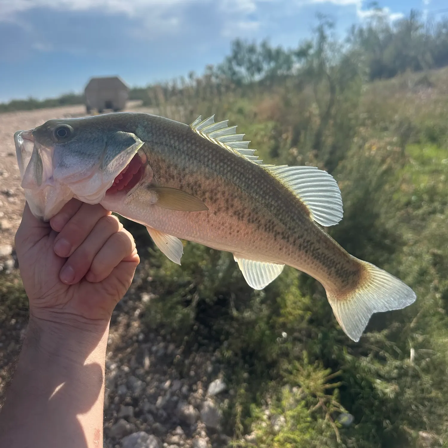 Spotted bass caught on Fishbrain