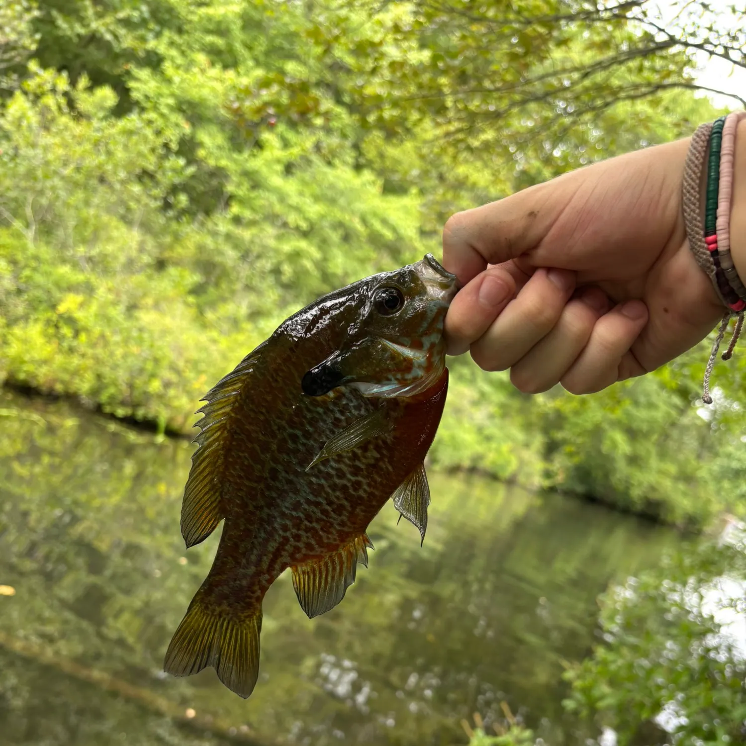 Redbreast sunfish caught on Fishbrain
